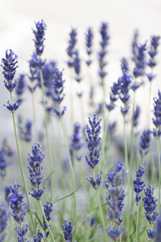 lavender, flowers, levanduľové field